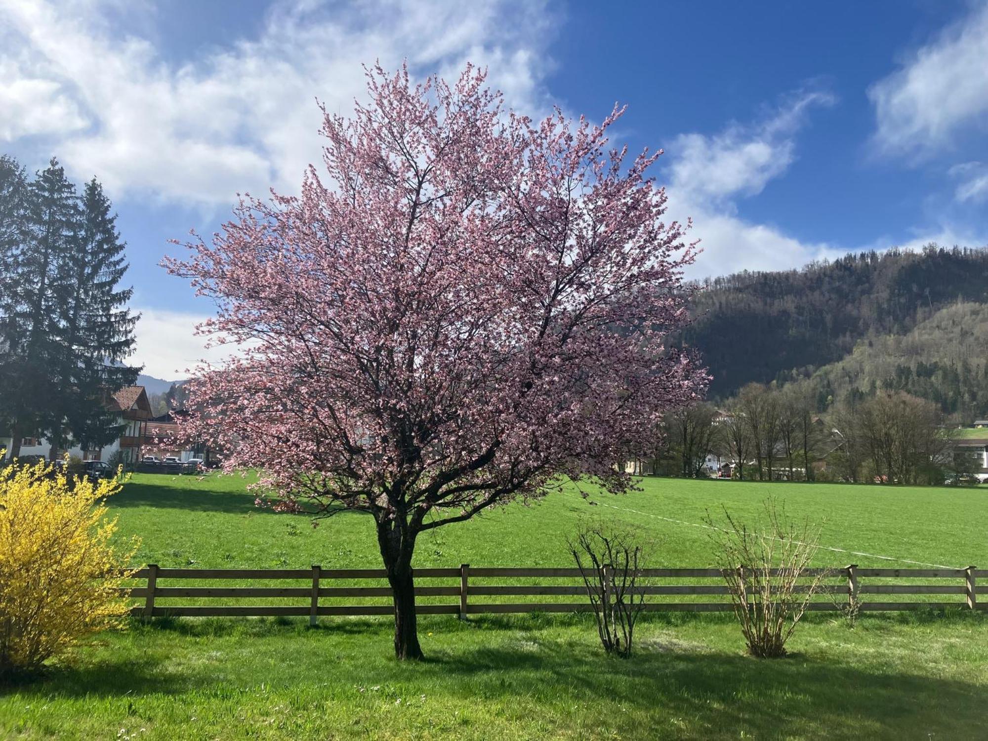 Open Garden Mountain Lodge Oberaudorf Kültér fotó